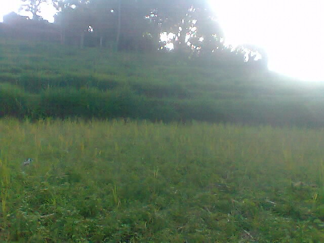 Musim tanam